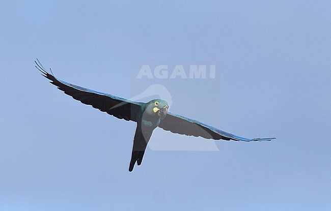 Endangered Lear's Macaw (Anodorhynchus leari), a very species with a highly restricted range in Brazil. stock-image by Agami/Laurens Steijn,