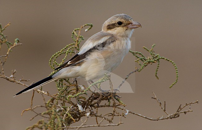 Steppeklapekster in top van struikje; Steppe Grey Shrike perched in low bush stock-image by Agami/Daniele Occhiato,