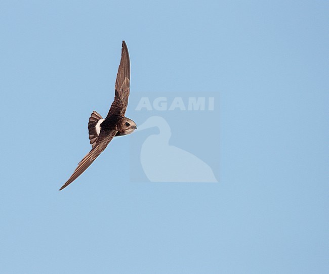 Flying Little Swift (Apus affinis) in Spain. In flight against a blue sky as background. Banking in mid air. stock-image by Agami/Ran Schols,