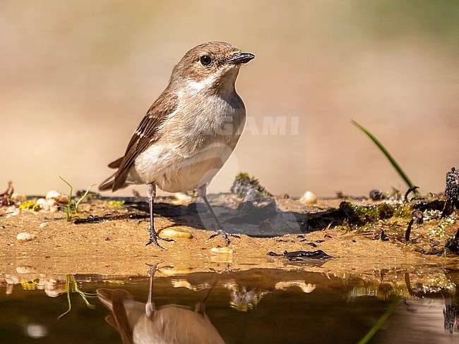 European Pied Flycatcher, Ficedula hypoleuc female stock-image by Agami/Hans Germeraad,