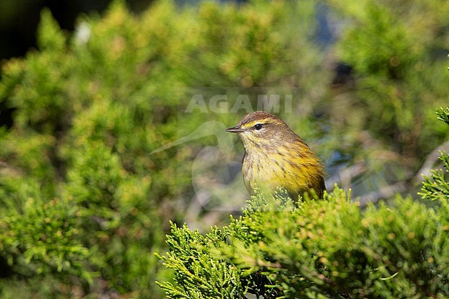 Palm Warbler (Setophaga palmarum) perched during autumn migration at Cape May, New Jersey, USA stock-image by Agami/Helge Sorensen,