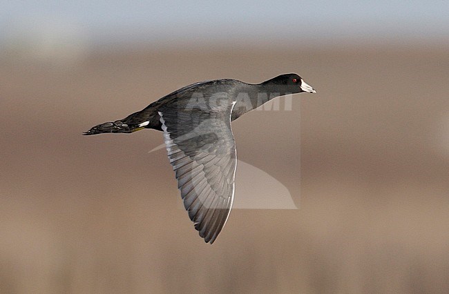 Volwassen Amerikaanse Meerkoet in vlucht, Adult American Coot in flight stock-image by Agami/Mike Danzenbaker,