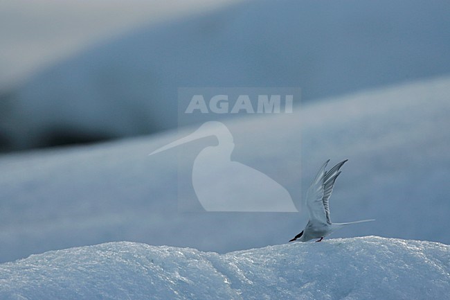 Noordse Stern zittend op ijs; Arctic Tern perched on ice stock-image by Agami/Menno van Duijn,