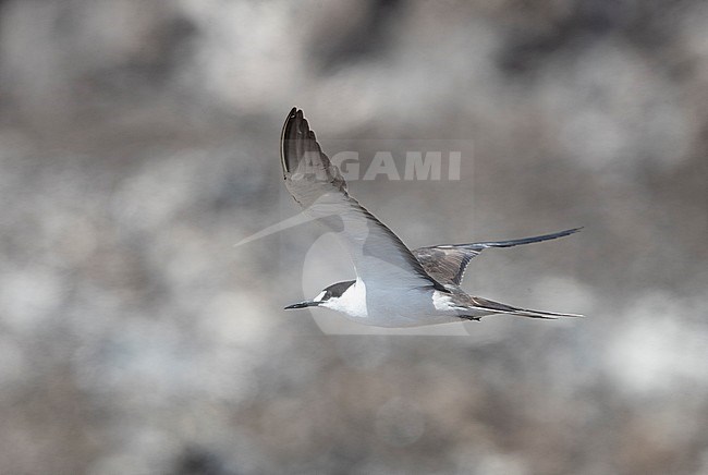 Subadult Sooty Tern (Onychoprion fuscatus) in flight at Ascension Island in the central Atlantic ocean. stock-image by Agami/Rafael Armada,
