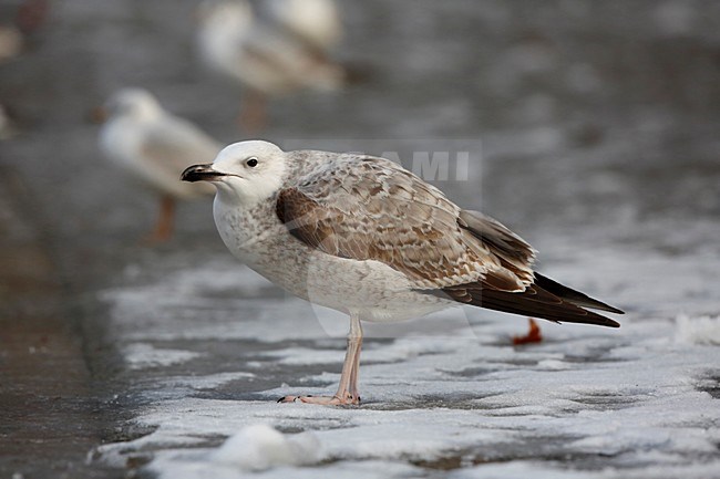 Pontische meeuw in de stadscentrum; caspian gull in the city centre stock-image by Agami/Chris van Rijswijk,