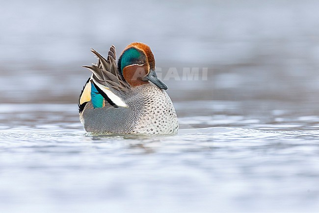 Eurasian Teal (Anas crecca) in Italy. stock-image by Agami/Daniele Occhiato,