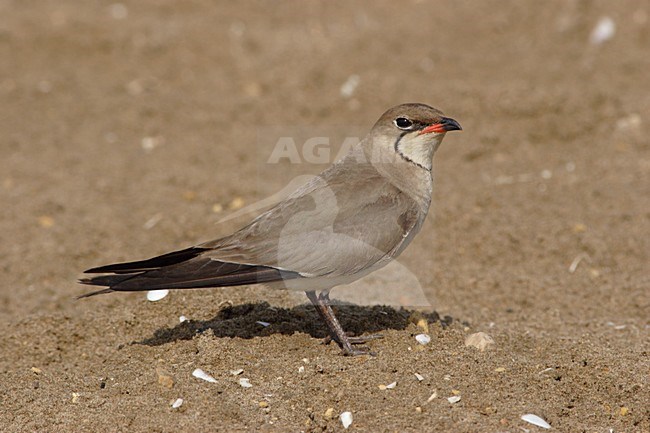 Volwassen Vorkstaartplevier op de grond; Adult Collared Pratincole perched on the ground stock-image by Agami/Karel Mauer,