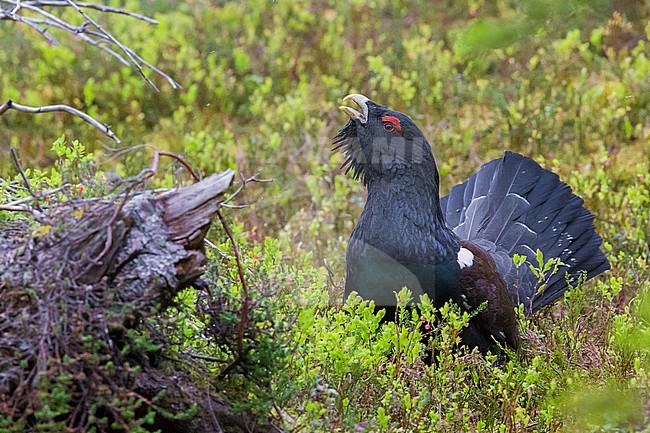 Western Capercaillie (Tetrao urogallus), adult male displaying stock-image by Agami/Saverio Gatto,