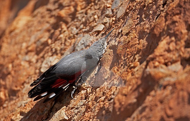 Rotskruiper foeragerend tegen rotswand; Wallcreeper foraging against cliff stock-image by Agami/Markus Varesvuo,