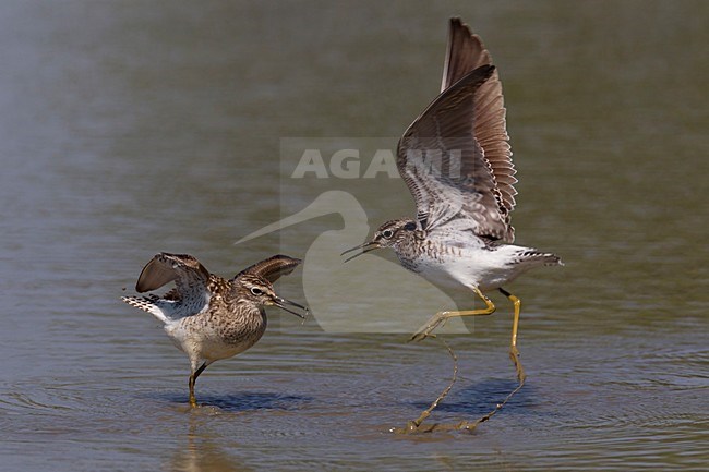 Volwassen vechtende Bosruiters; Adult Wood Sandpipers fighting stock-image by Agami/Daniele Occhiato,