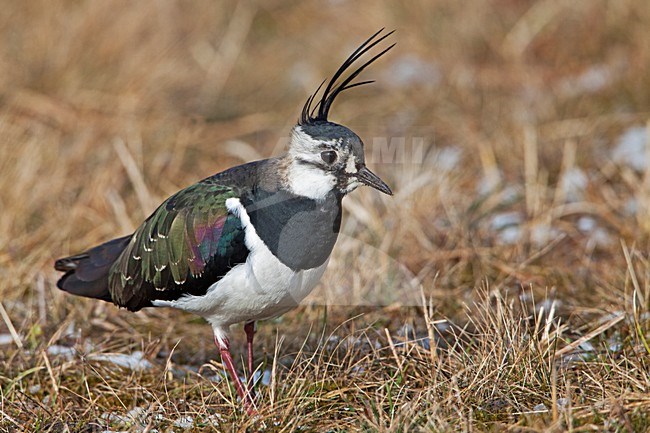 Kievit; Northern Lapwing stock-image by Agami/Rob Olivier,