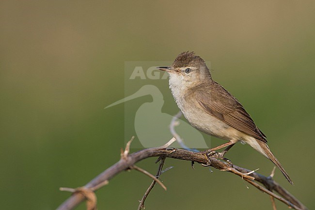 Struikrietzanger, Blyth's Reed Warbler stock-image by Agami/Ralph Martin,