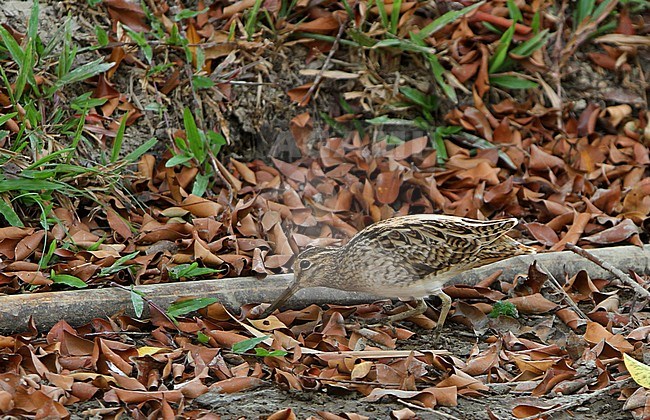 Swinhoe's Snipe (Gallinago megala) wintering in Singapore, foraging on open forest floor. stock-image by Agami/James Eaton,