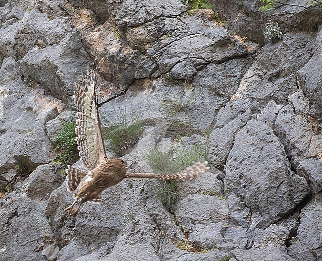 Turkish Fish Owl (Ketupa semenowi) in Taurus Mountain of Turkey. Flying up the mountain cliff for new roosting place. stock-image by Agami/Pete Morris,