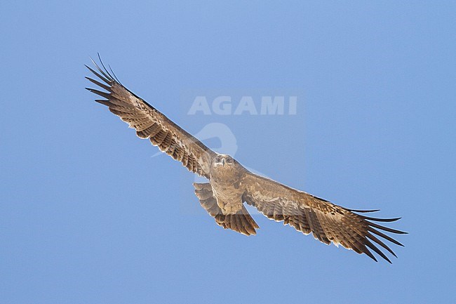 Steppe Eagle - Steppenadler - Aquila nipalensis, Oman, 3rd cy stock-image by Agami/Ralph Martin,