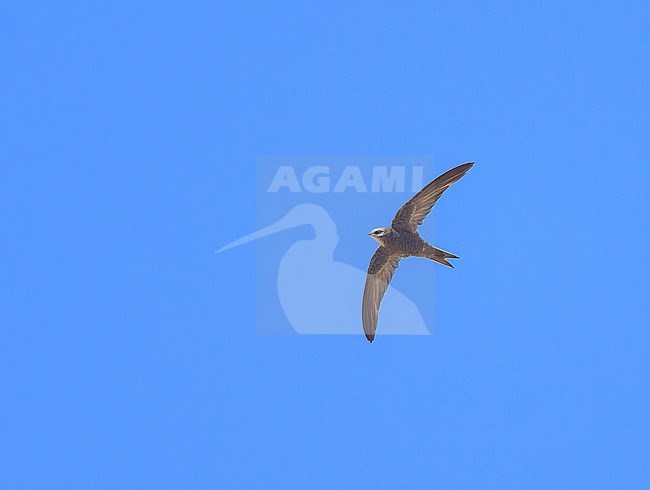 Forbes-Watson's Swift (Apus berliozi) in Oman. stock-image by Agami/Sylvain Reyt,