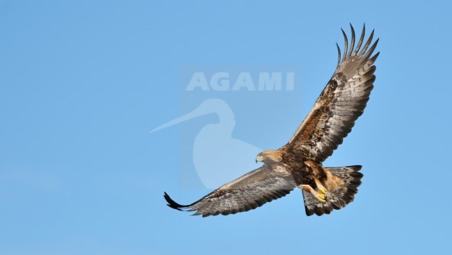 Steenarend in vlucht, Golden Eagle in flight stock-image by Agami/Jari Peltomäki,