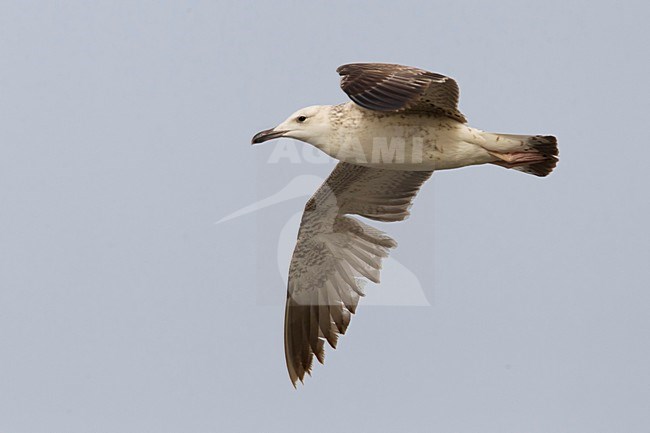 Gabbiano del Caspio; Caspian Gull: Larus cachinnans cachinnans stock-image by Agami/Daniele Occhiato,