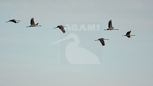 Kraanvogels tijdens de najaarstrek, Common Cranes during migration stock-image by Agami/Wil Leurs,