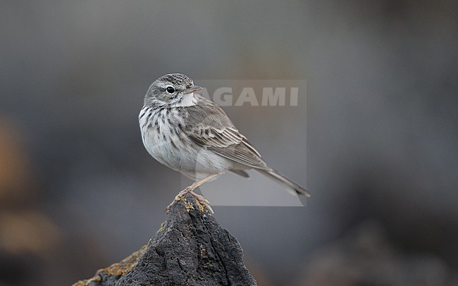 Berthelot's Pipit (Anthus berthelotii berthelotii) perched on a rock at la Rasca, Tenerife, Canary Islands stock-image by Agami/Helge Sorensen,