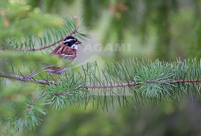 Volwassen mannetje Bosgors in zomerkleed; Adult male Rustic Bunting in breeding plumage stock-image by Agami/Markus Varesvuo,