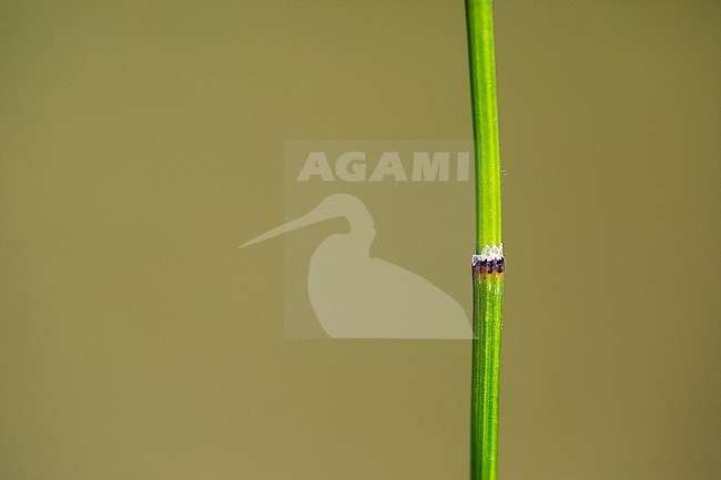 Variegated Horsetail, Equisetum variegatum stock-image by Agami/Wil Leurs,