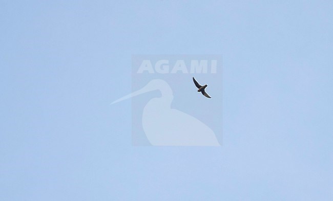 Vaux Swift (Chaetura vauxi) in flight at Xochicalco, Morelos, Mexico stock-image by Agami/Helge Sorensen,