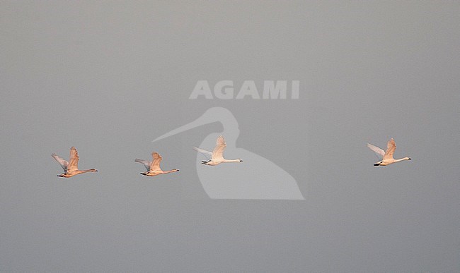 Bewick's Swan (Cygnus bewickii) wintering at Starrevaart, the Netherlands stock-image by Agami/Marc Guyt,