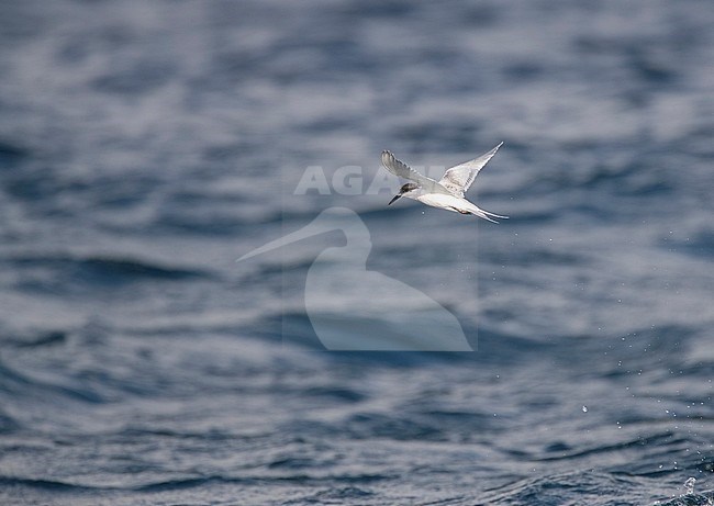 First-winter Roseate Tern (Sterna dougallii) in flight over the Atlantic ocean off the island Graciosa in the Azores. stock-image by Agami/Marc Guyt,