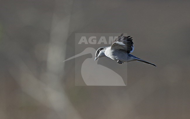 Great Grey Shrike (Lanius excubitor koenigi) in fligth hunting at Fuerteventura, Canary Islands, Spain stock-image by Agami/Helge Sorensen,