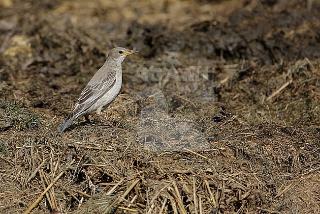 Rosy Starling, Roze Spreeuw, Sturnus roseus stock-image by Agami/Arie Ouwerkerk,