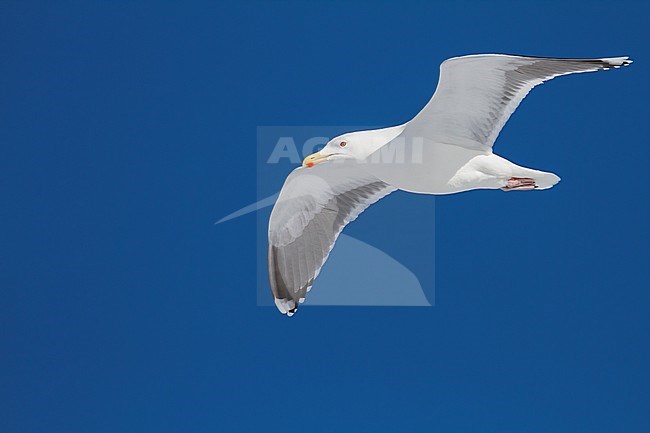 Herring Gull, Zilvermeeuw, Larus argentatus ssp. argentatus, Norway, adult stock-image by Agami/Ralph Martin,