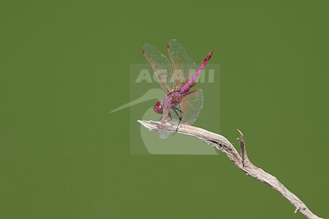 Imago Purperlibel; Adult Violet dropwing; Adult Violet-marked Darter; stock-image by Agami/Fazal Sardar,