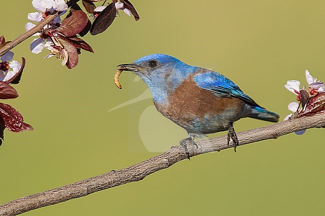 Adult male
Los Angeles Co., CA
March 2013 stock-image by Agami/Brian E Small,