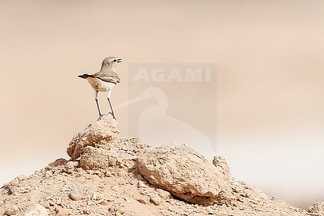 Singing Isabelline Wheatear (Oenanthe isabelline) during spring migration in Israel. stock-image by Agami/Marc Guyt,