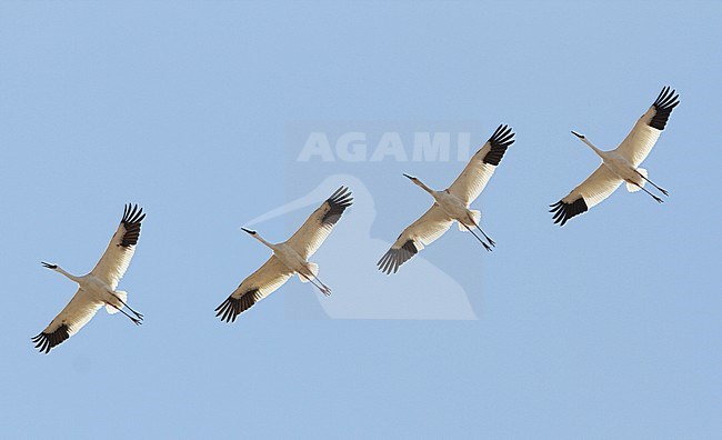 Four Critically endangered Siberian Cranes (Leucogeranus leucogeranus) in flight over Heilongjiang in China. Flying overhead in formation. stock-image by Agami/James Eaton,
