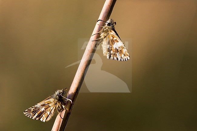 Aardbeivlinder; Grizzled Skipper stock-image by Agami/Theo Douma,