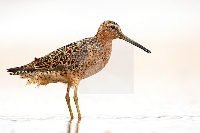 Volwassen Kleine grijze Snip in broedkleed, Adult Short-billed Dowitcher in breeding plumage stock-image by Agami/Brian E Small,