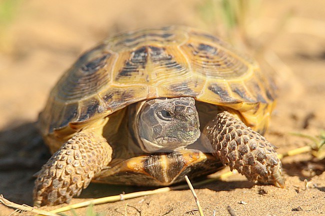 Russian tortoise (Testudo horsfieldii) on the ground, against an orange background, in Kazakhstan. stock-image by Agami/Sylvain Reyt,