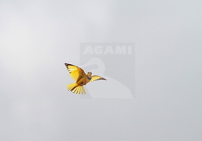 Baltsende Gouden pieper, Golden pipit displaying stock-image by Agami/Pete Morris,