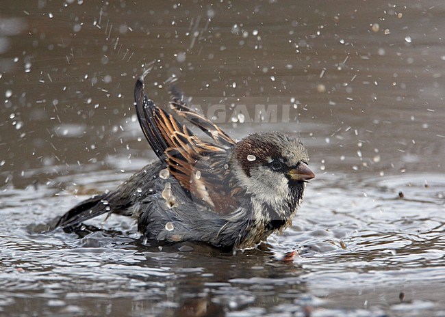 Badderende Huismus; Bathing House Sparrow stock-image by Agami/Markus Varesvuo,