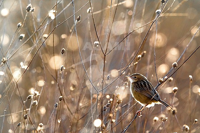 Zitting Cisticola (Cisticola juncidis) perched in low scrub in Italy. Photographed with backlight stock-image by Agami/Daniele Occhiato,