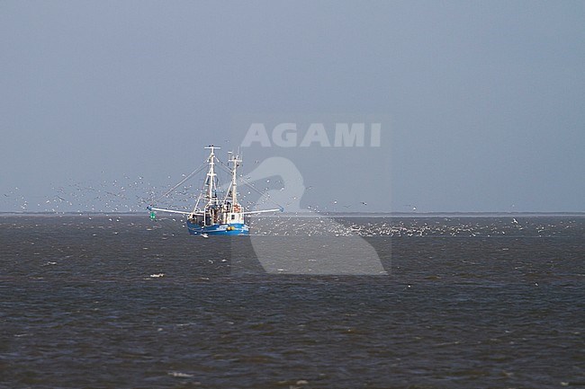 Crab cutter, near island of Nordfriesland, in Wadden Sea of Germany. With many gulls following the fishing boat. stock-image by Agami/Ralph Martin,