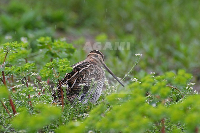 Common Snipe standing in the grass; Watersnip staand tussen het gras stock-image by Agami/Daniele Occhiato,