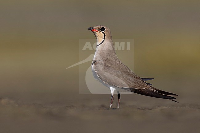 Collared Pratincole, Glareola pratincola, in Italy. stock-image by Agami/Daniele Occhiato,