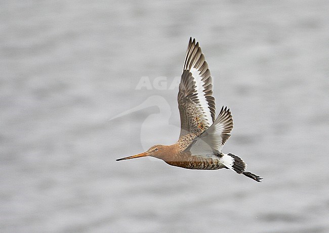 Icelandic Black-tailed Godwit (Limosa limosa islandica) in flight during spring on Iceland in June 2006. stock-image by Agami/Markus Varesvuo,