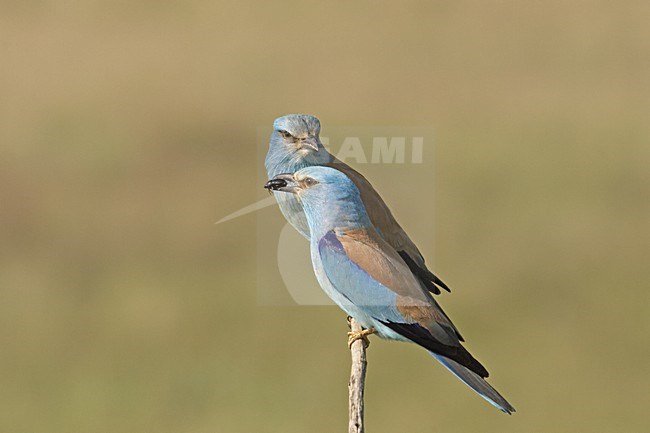 European Roller pair with prey perched on branch Hongary, Scharrelaar paar met prooi zittend op tak Hongarije stock-image by Agami/Jari Peltomäki,