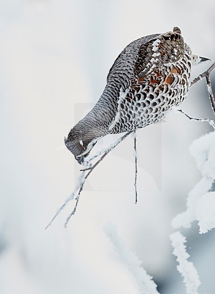 Hazelhoen foeragerend in de sneeuw, Hazel Grouse foraging in the snow stock-image by Agami/Markus Varesvuo,