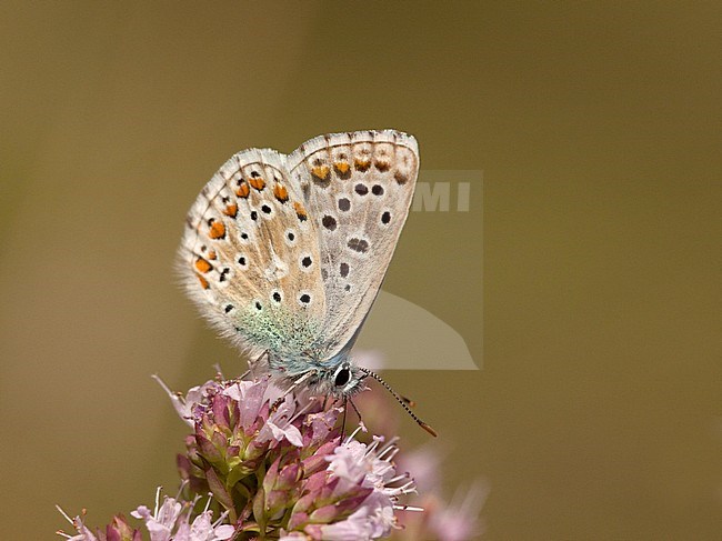 Adonisblauwtje / Adonis Blue (Polyommatus bellargus) stock-image by Agami/Wil Leurs,