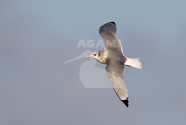 Drieteenmeeuw vliegend, Black-Legged Kittiwake flying stock-image by Agami/Roy de Haas,